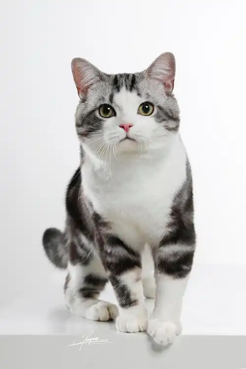 美国短毛猫|摄影|宠物摄影|amyworks赛猫摄影 - 原创作品 - 站酷