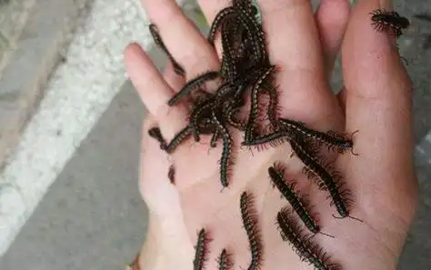 千足虫是什么,有什么危害?