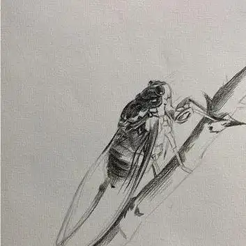 素描昆虫 | 《蝉
