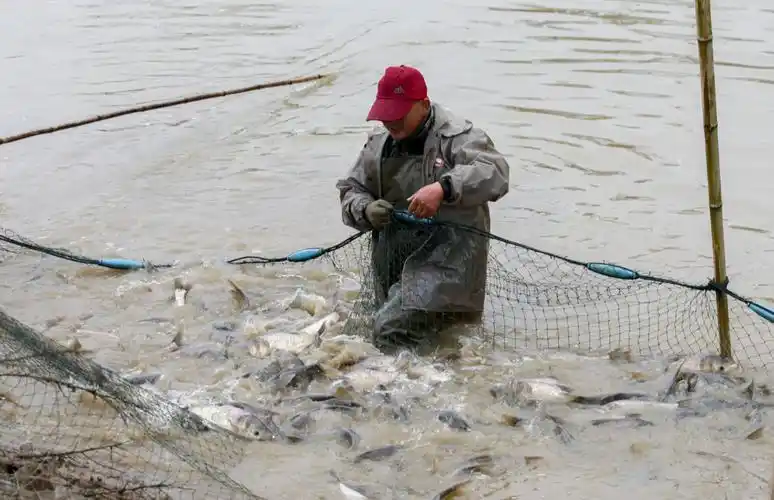 组图| 投放鱼苗 放飞希望_云上咸宁