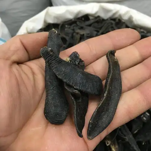 水蛭的图片什么样的