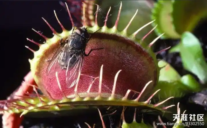 捕蝇草盆栽栽好发货吃蚊子苍蝇的植物吃蚊草捕蝇草消灭蚊虫食人花食虫