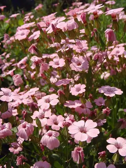 丝石竹属植物,粉色,花园,特写,装饰,种植_高清图片_全景视觉