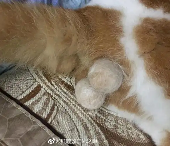 熊猫奴隶光之阴难道,阁下就是传…传说中的王铁蛋!