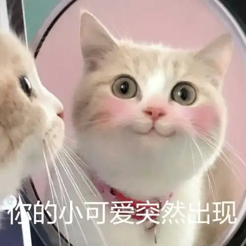 你的小可爱突然出现猫咪猫咪小可爱出现突然表情