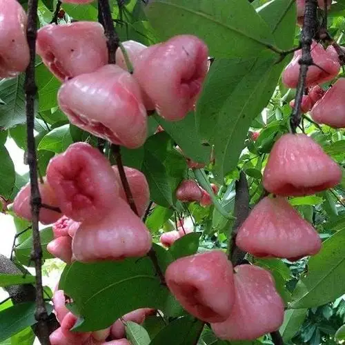 好吃好看水果大全