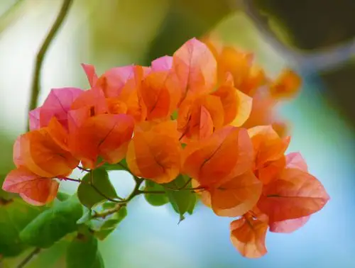 【三角梅(橙)摄影图片】美key west生态摄影_太平洋电脑网摄影部落