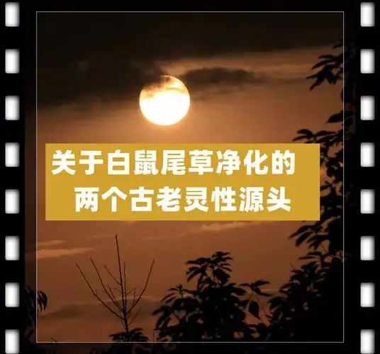 关于白鼠尾草净化的两个古老灵性源头