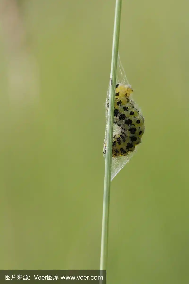 毛毛虫开始结茧
