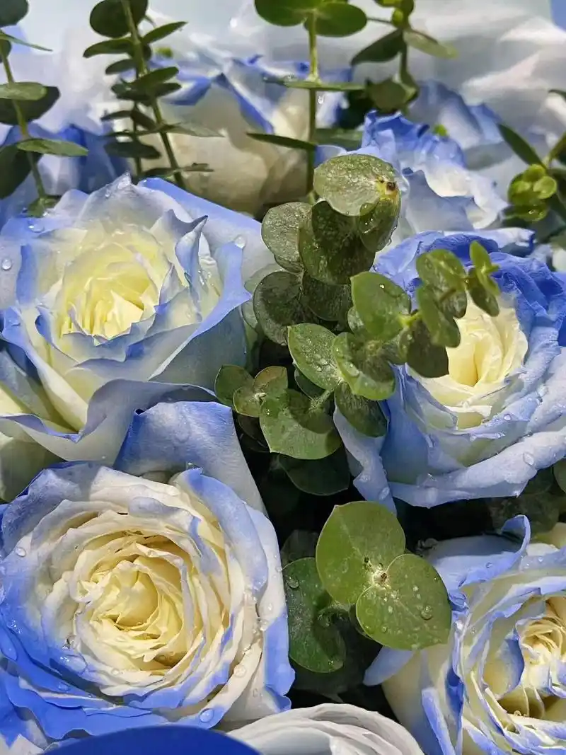 创作灵感 #密西根碎冰蓝渐变玫瑰#图文来了   没有人会不 - 抖音