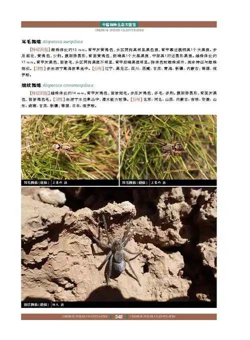 正版中国蜘蛛生态大图鉴昆虫图鉴蜘蛛学蜘蛛生态识别蜘蛛知识档
