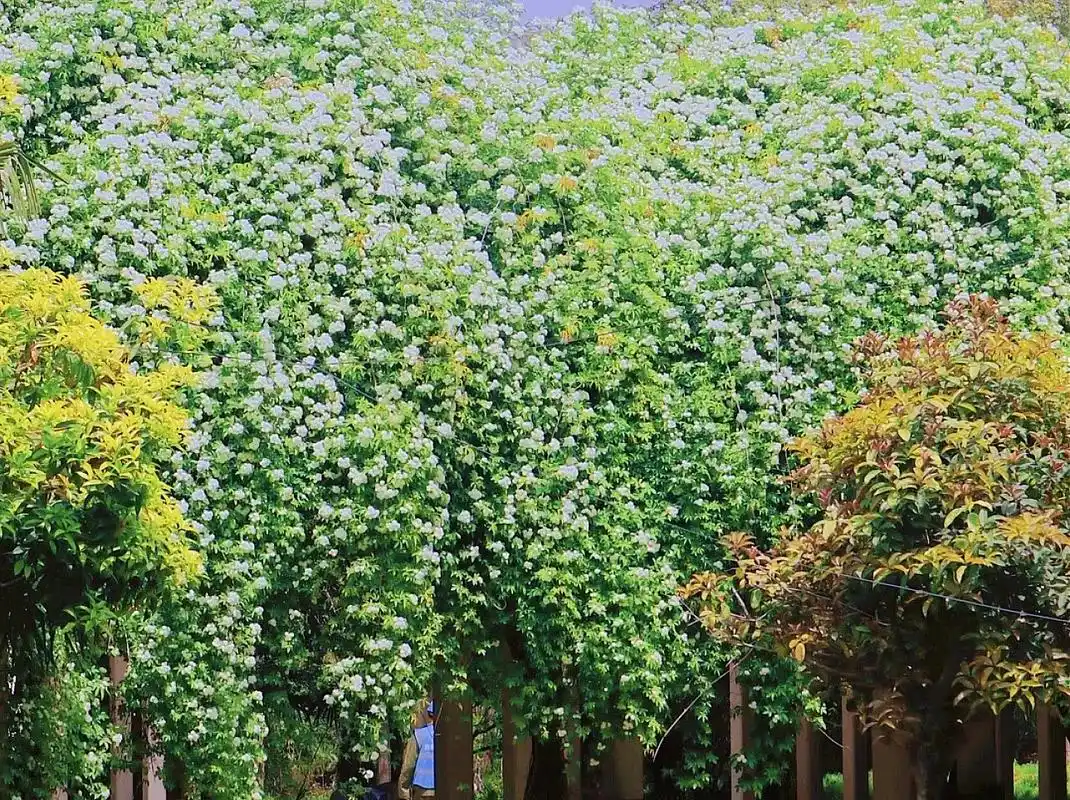 西安七里香花瀑布92.西安的"七里香瀑布"看七里香的路上bg - 抖音