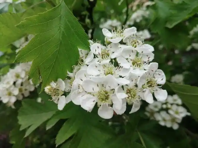 盛开的山楂树花令人陶醉