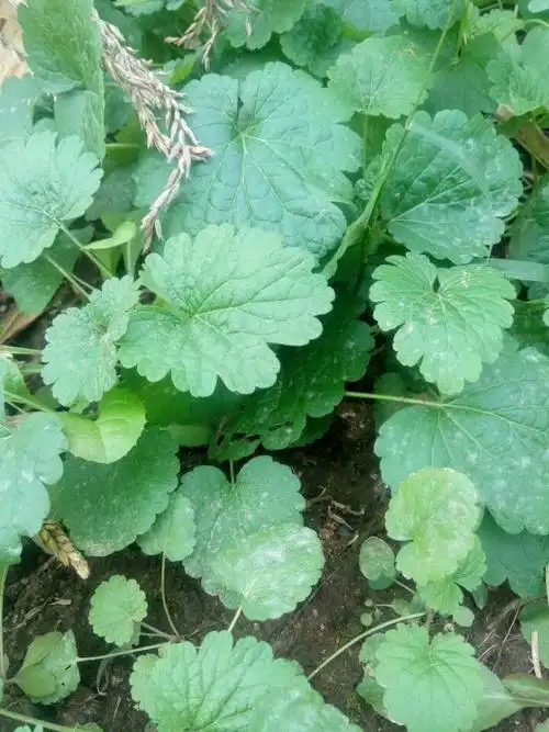 展开全部 益母草幼苗