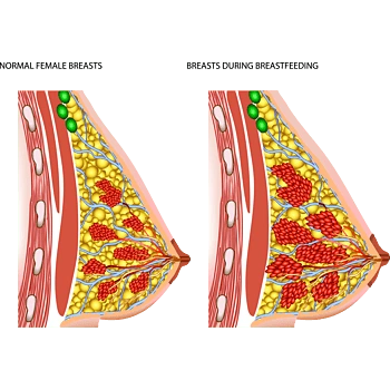 女性正常乳房和哺乳期的乳房变化