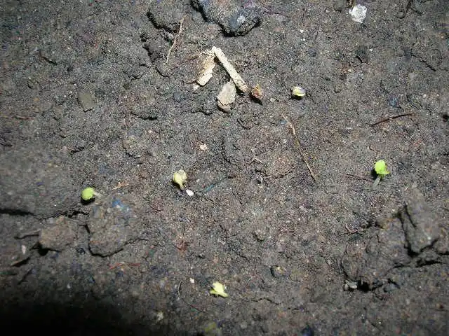 紫罗兰种子如何种