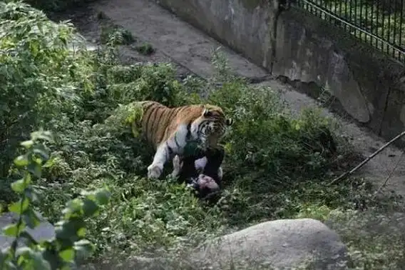 回顾云南6岁女孩和老虎合照被老虎当场咬断头颅母亲得知气病了