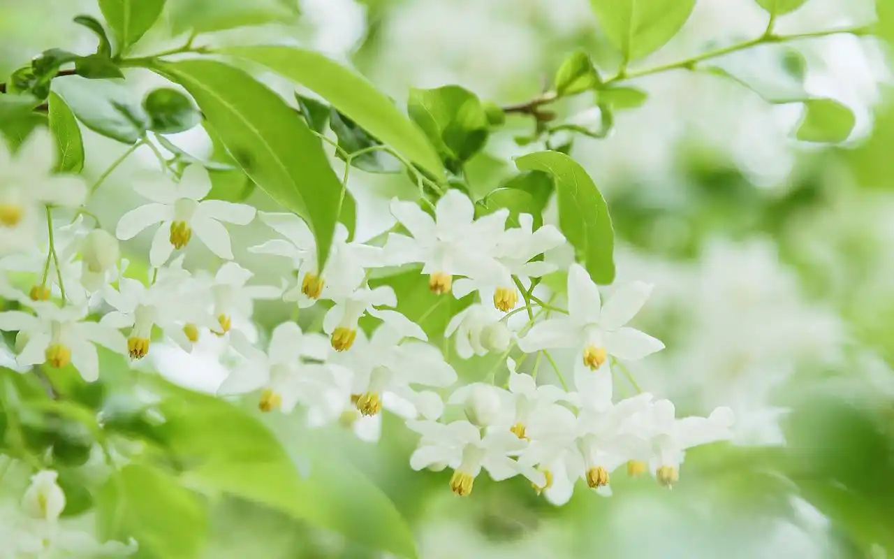 首页 桌面壁纸 植物壁纸 白花绿叶唯美小清新摄影高清壁纸