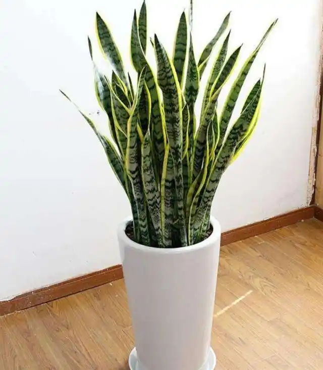 冬天养虎尾兰,4种错误养护,容易造成叶片变软,颜色暗淡