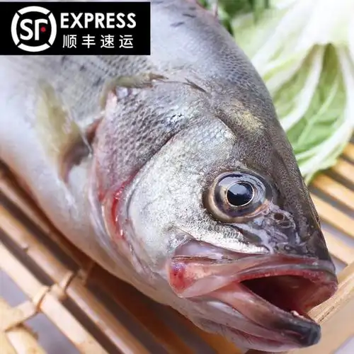 鲈鱼新鲜海鲜野生七星速冻真空真空包包装4斤其它