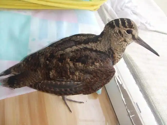 丘鹬,头顶有3条左右的黑色横纹,是水鸟,吃鱼虾昆虫,放了吧