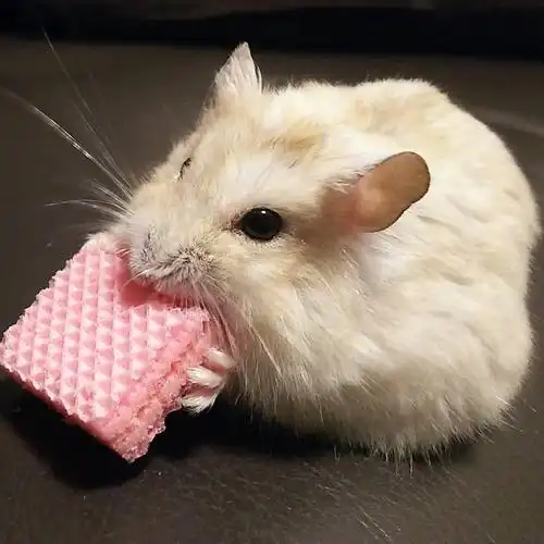 认真吃饼干的小仓鼠,认真吃饼干的小仓鼠故事