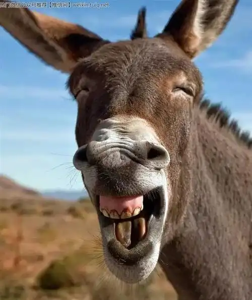 道教微信公众号_推信网