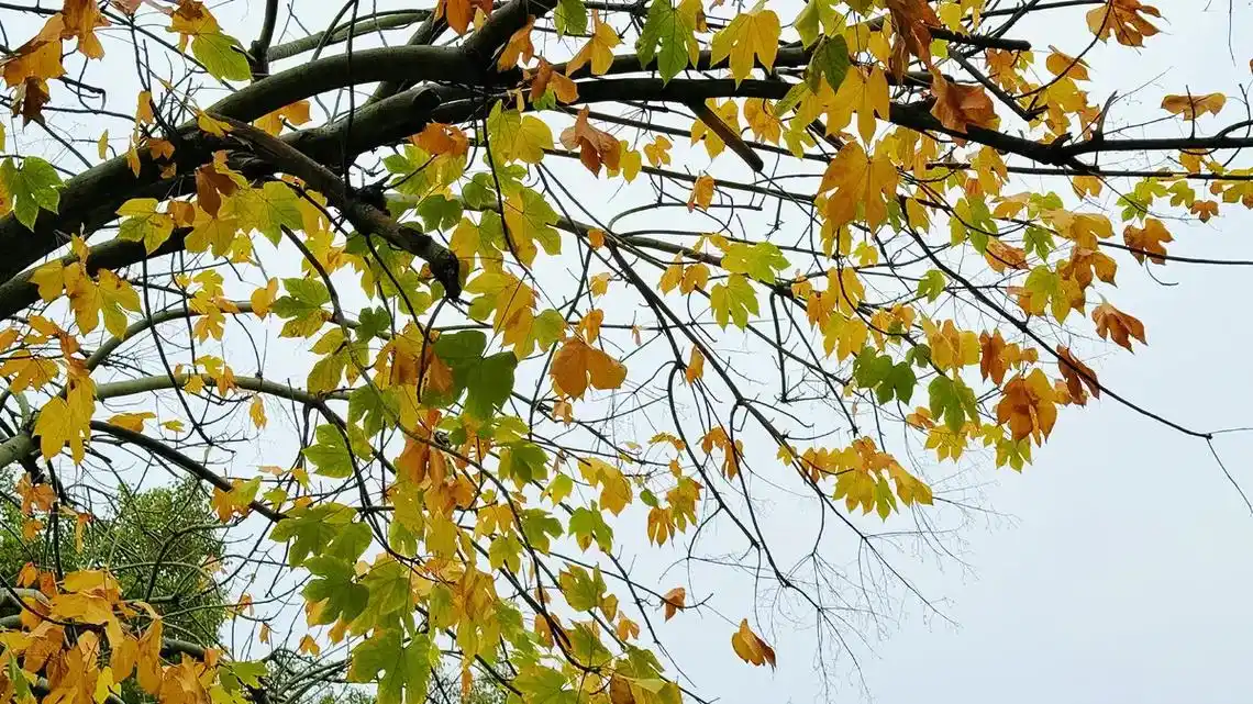 梧桐树皮青绿色,平滑;叶心 - 抖音