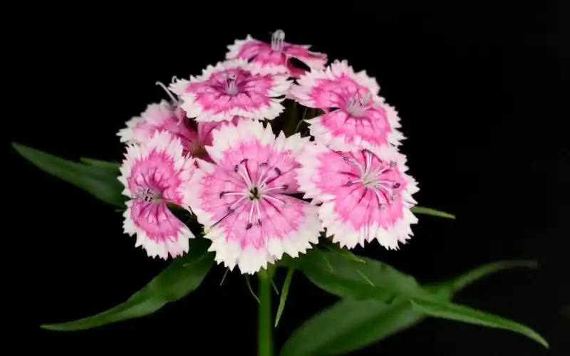 [风姿绰约]一簇一花千变万化:须苞石竹