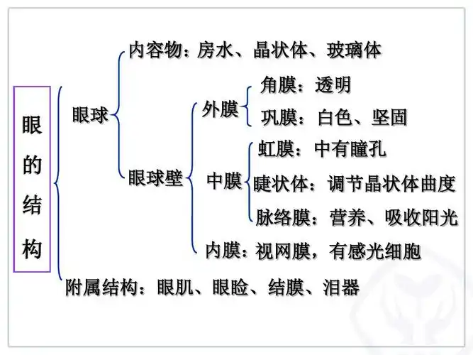 房水,晶状体,玻璃体 角膜:透明 外膜 眼 的 结 构 眼球 眼球壁 巩膜