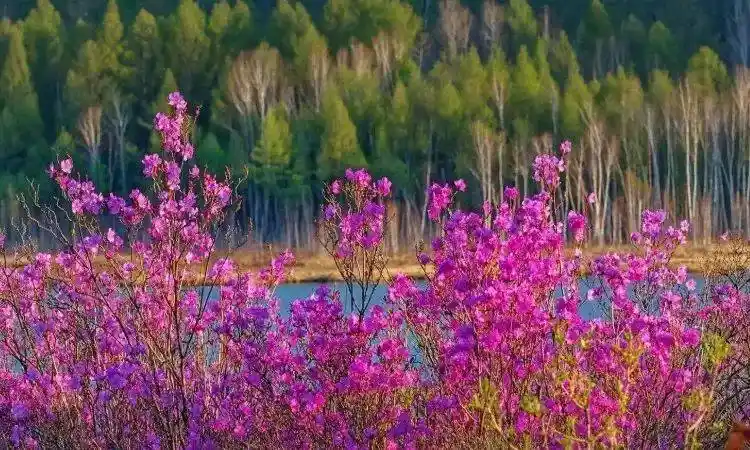 呼伦贝尔赏花游攻略 | 杜鹃花开 绽放幸福_线路_内蒙古自治区_扎兰屯