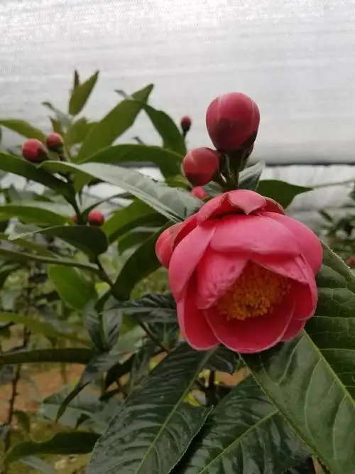 红苞径茶花(四季茶花)