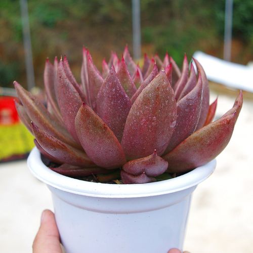 多肉植物大盆胜者骑兵可爱室内阳台花卉甲醛多肉植物