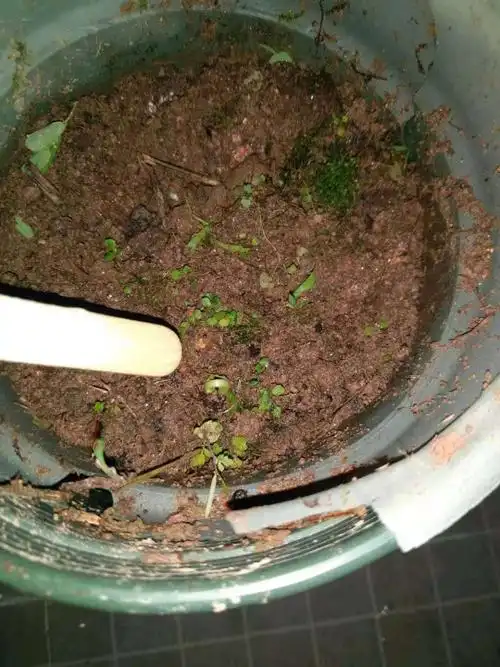 丝瓜生长记-王尚婕 四(6)班