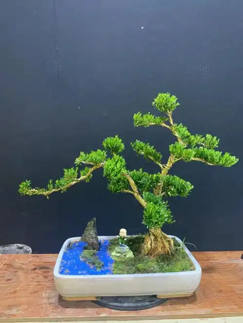 广东皱皮雀舌黄杨美如画欢迎观赏