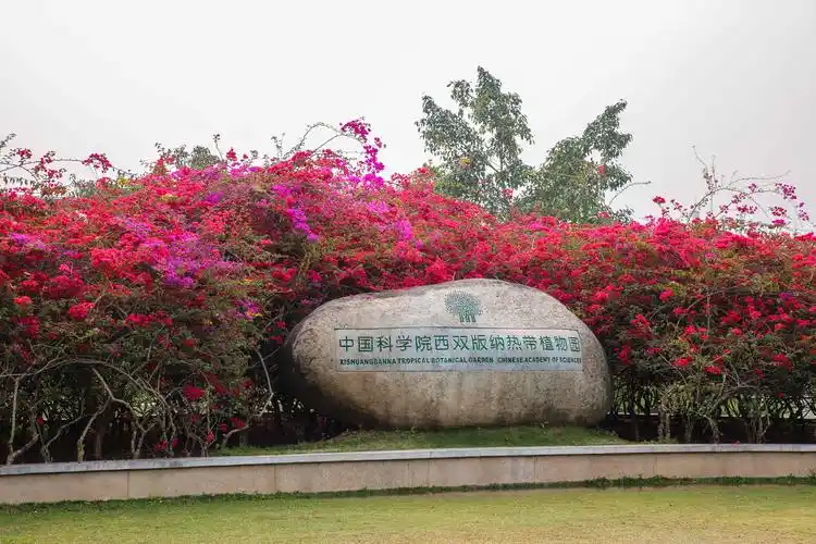 西双版纳热带植物园 深度二日游