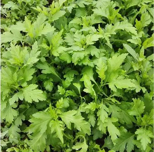 无公害菊花脑6元份半斤