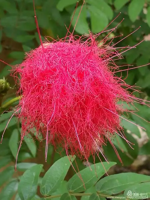 托叶卵状披针形,花萼绿色;花冠淡紫红色,花朵极其美丽.