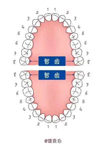 有些人的智齿可以正常长出,也有些人的智齿没有位置顺利长出,从而形成