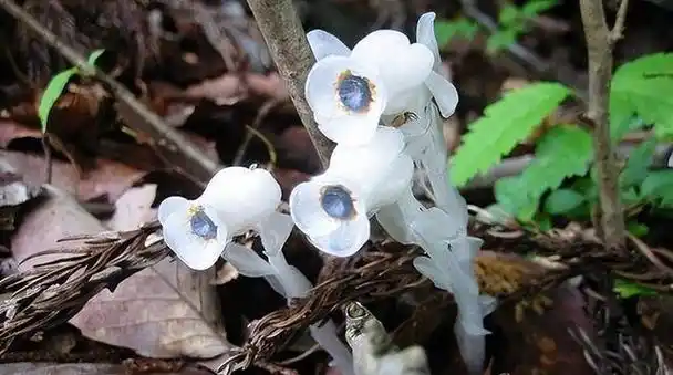 云南现罕见幽灵之花水晶兰(四川黑竹沟发现稀有植物水晶兰) | 米艺