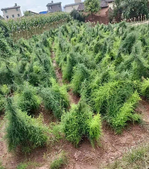 天冬苗供应 天门冬种苗批发 天冬种苗价格 天冬种植图片