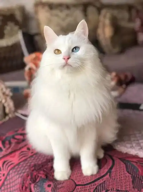 狮子猫幼崽-特价促销-优惠券领取-价格|多少钱|什么