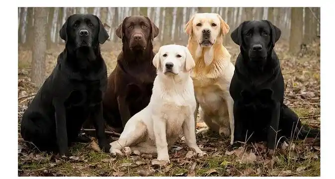 拉布拉多6个品种的图片(想养中大型犬) - 赤虎壹号