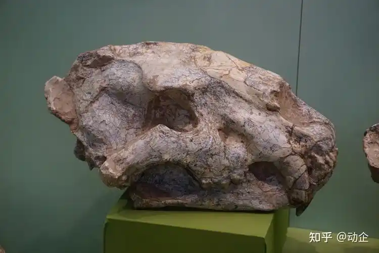 甘肃首次发现隐匿剑齿虎化石具有哪些研究意义