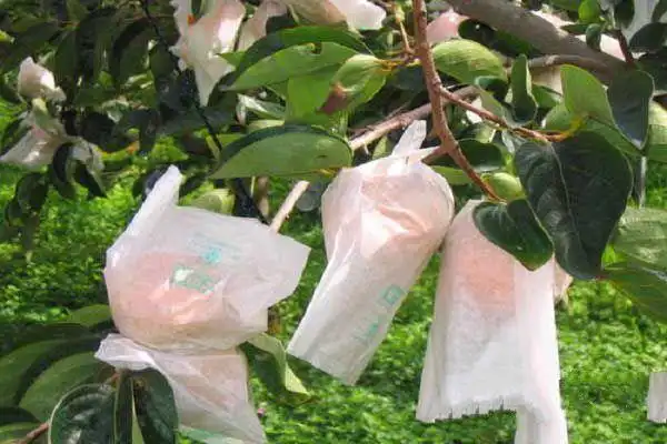 苹果套袋的适宜时间以及套袋方法