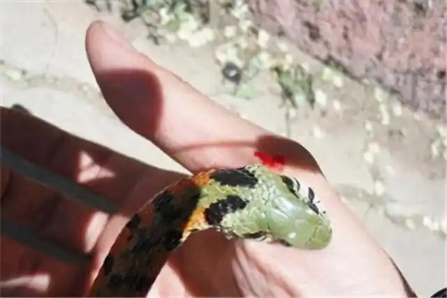 头上长角,外形酷似"真龙"!珍稀动物"龙头"角蛇现身浙江