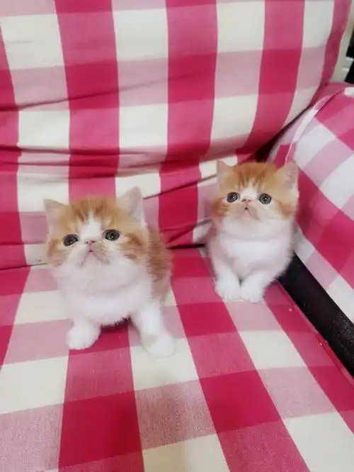 可爱萌萌哒的红虎斑加菲宝宝有ee喜欢嘛