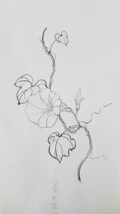 朝颜 夕颜 牵牛花 葫芦花 黑白 勾线 花卉 原创花卉 装饰画素材 朝颜