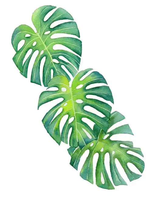 手绘水彩植物绿叶龟背叶元素素材插画