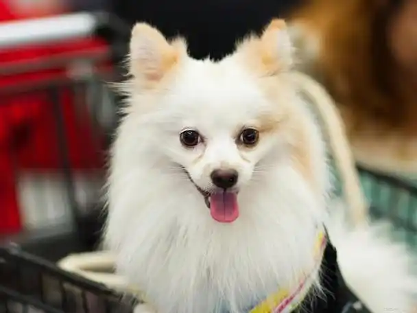 日本银狐犬优点和缺点